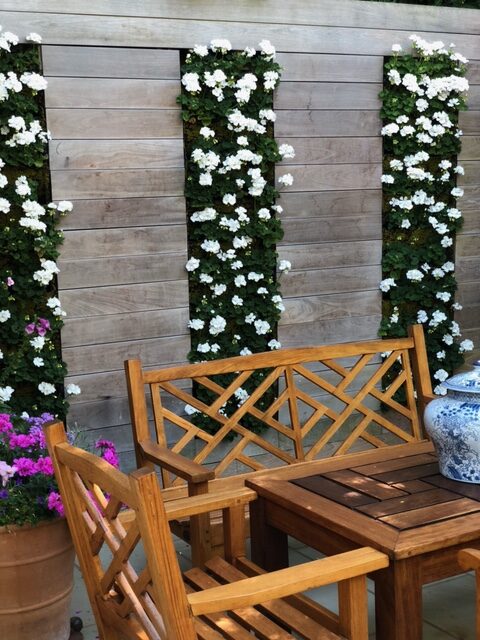 seasonal living wall with changing planting - white pelargoniums for summer