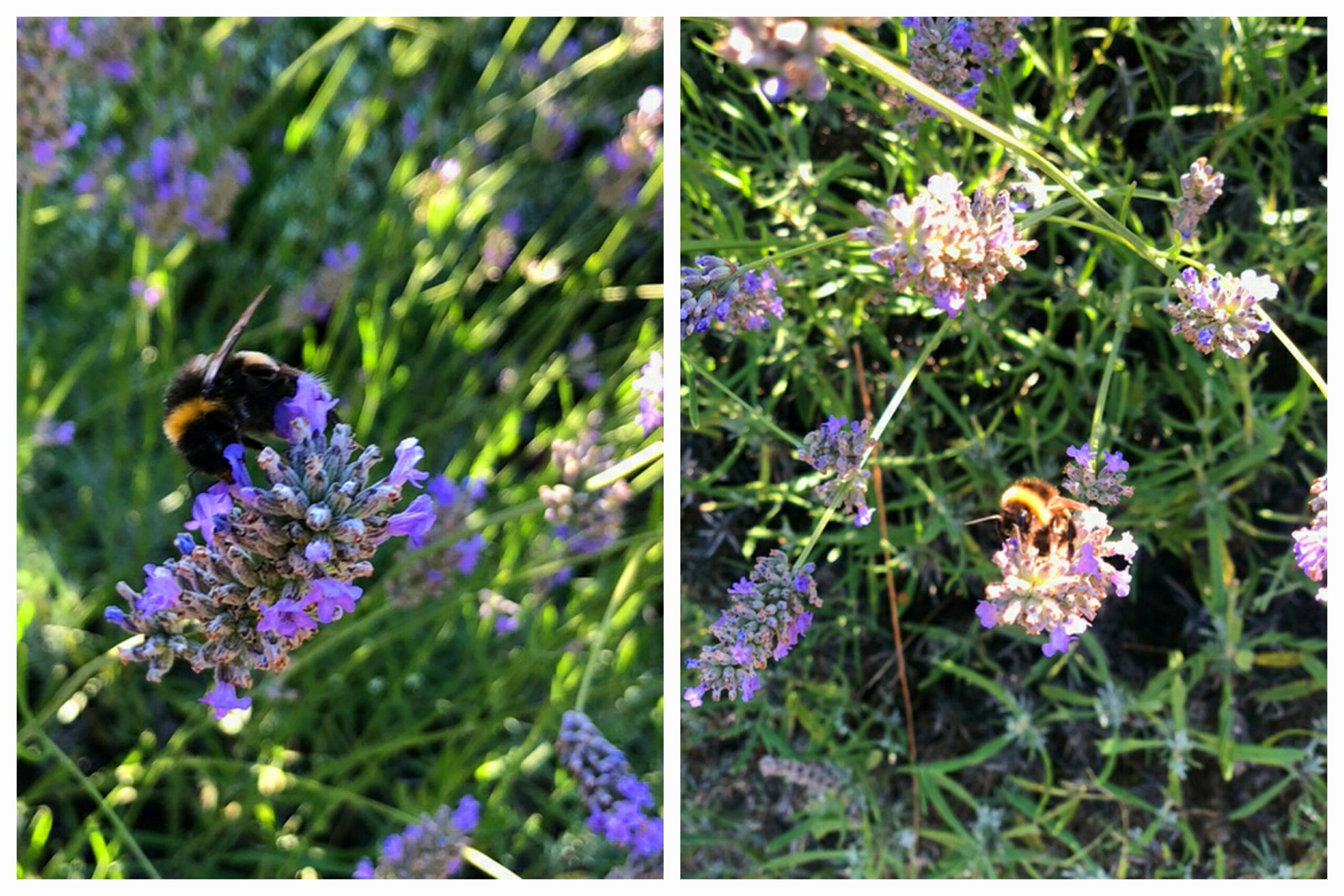 Living Walls help wildlife as well as looking beautiful - encourage bees and other pollinating insects, and provide rest and forage for city birds